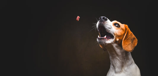 Why Natural Treats Are a Game-Changer for Your Dog - Bark Bites