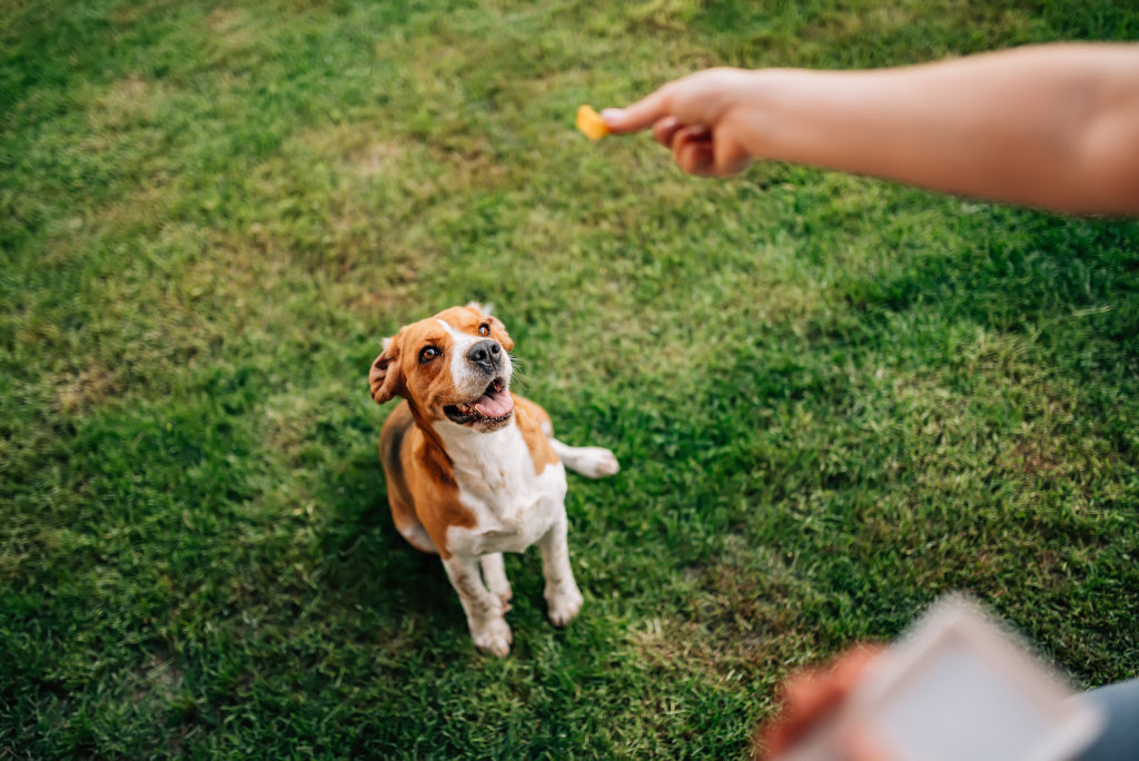 Unlock Your Dog's Full Potential: The Ultimate Guide to Using Training Treats Effectively - Bark Bites