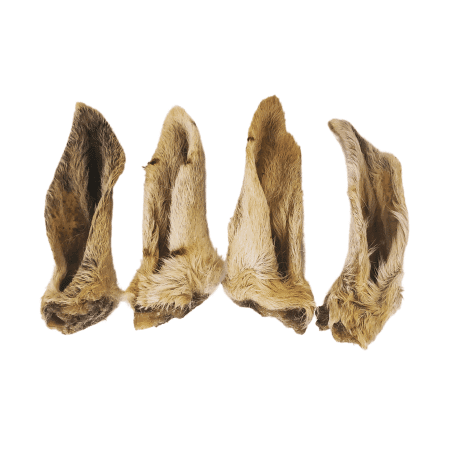 Hairy Lamb Ears (x3)